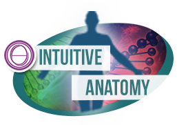 INTUITIVE ANATOMY