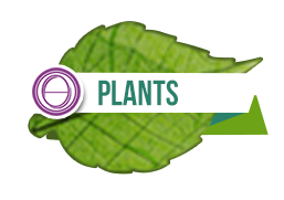 Plant Seminar Praktik Logo